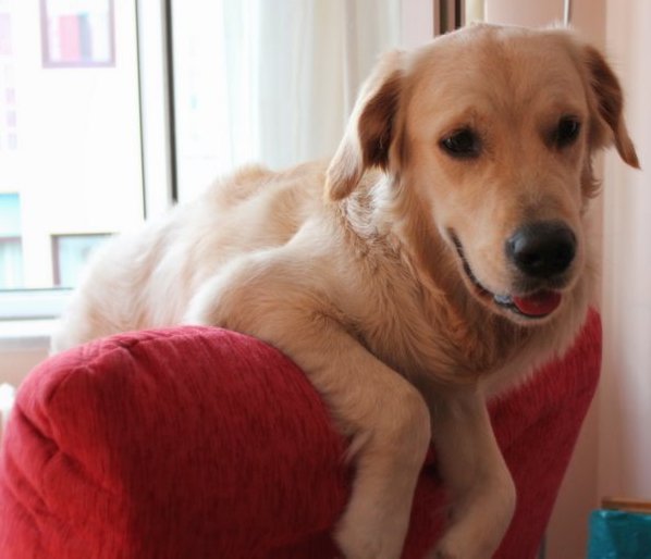 Golden Retriever Jessie İstanbul Yağmura Jessie Ev Hapsine Mahkum