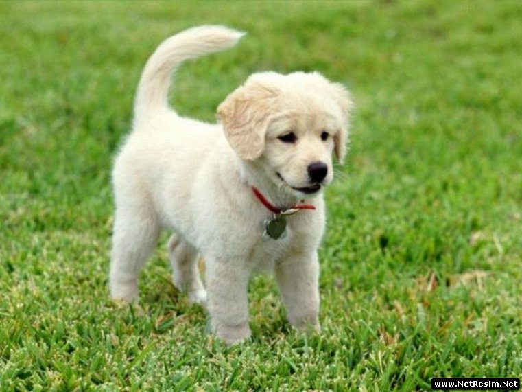 Golden Retriever Jessie Yavru Köpeklerde Tırnak Bakımı