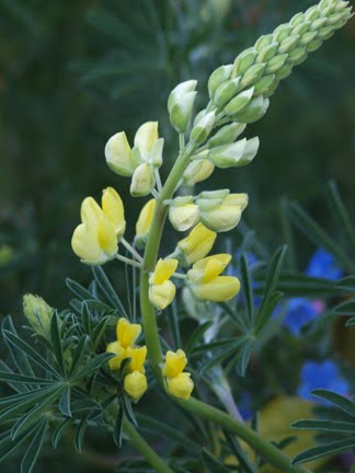 Buddleia Jaune Weyeriana Sun Gold Arbre Aux Papillons Jaune