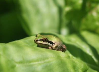 Frog In Lettuce