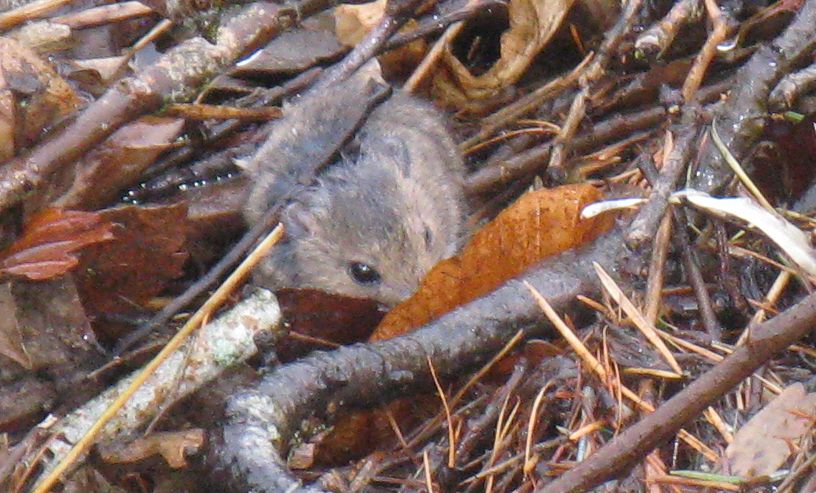 Mouse Hide