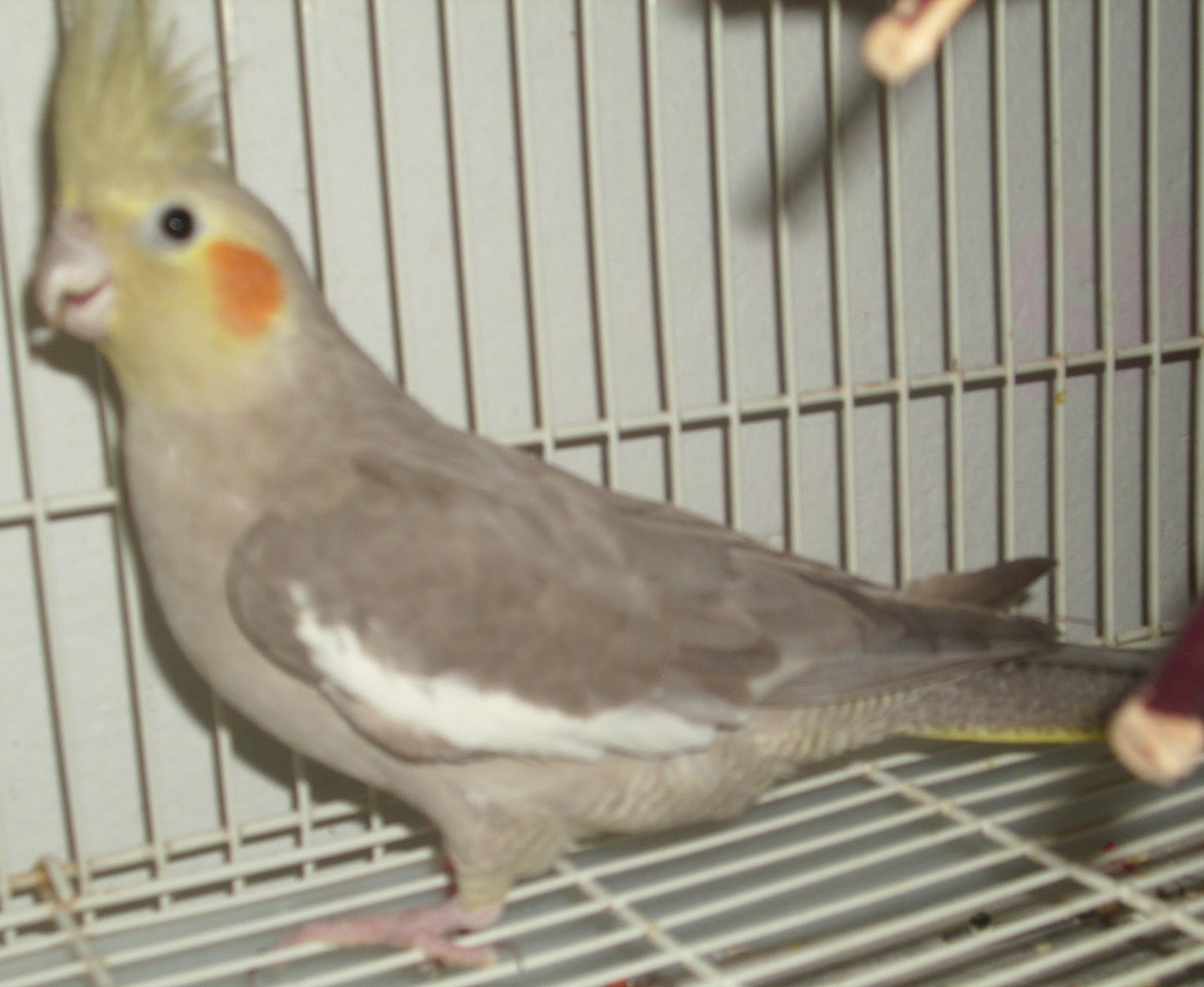 Shelton & Mason Co. Parrot Rescue (SMCPR) Now for Adoption! Memphis