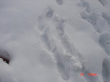 Footprints in the Snow