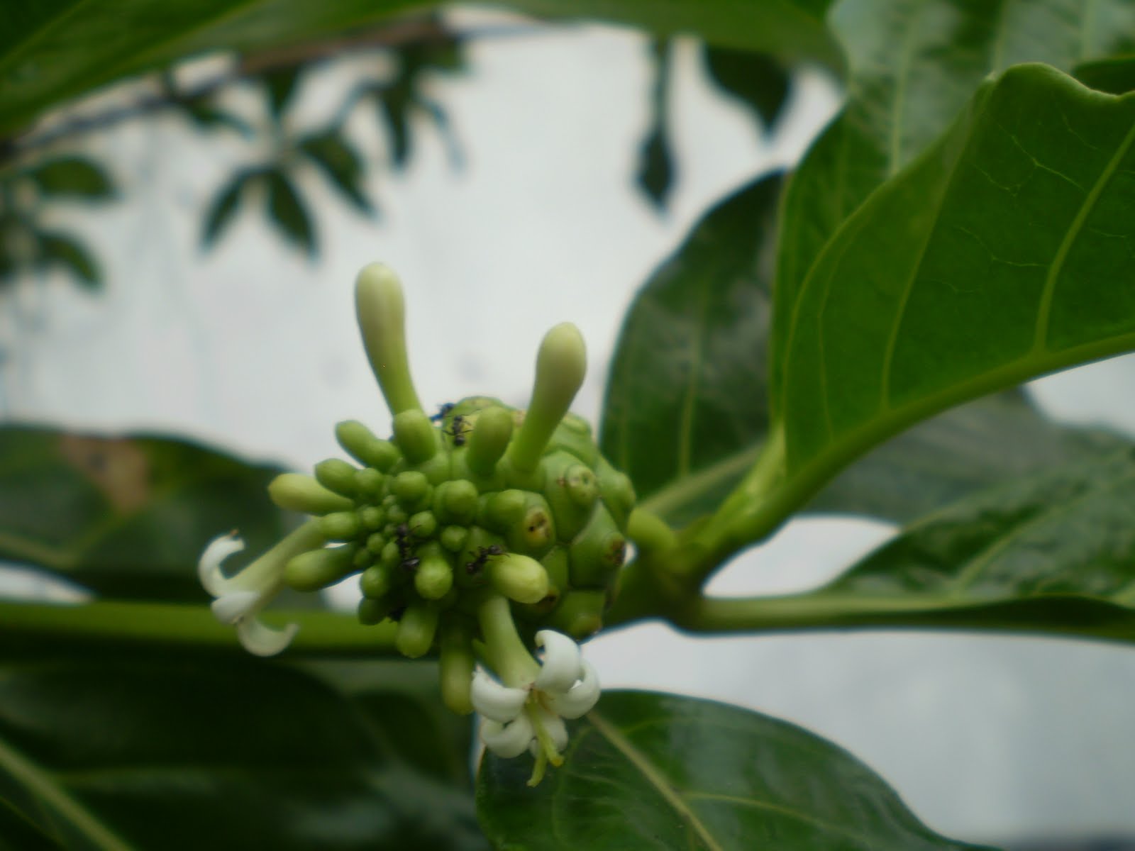 GO RIGHT IN....MY GARDEN Vomit fruit