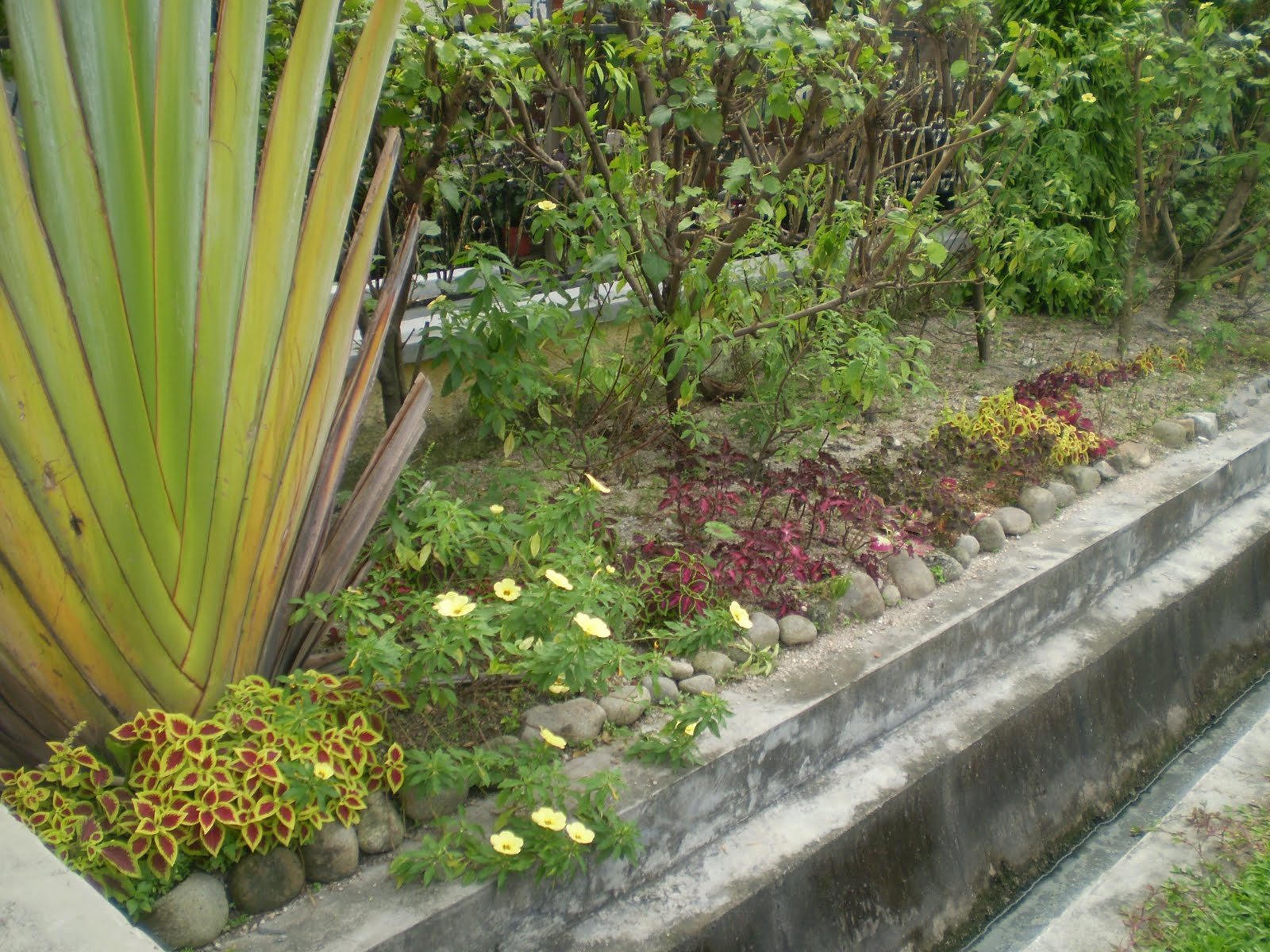 Bush Bernie S Blog Flower Flaunt On This Hot And Humid Mid