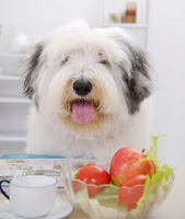 Dieta vegetariana para cães