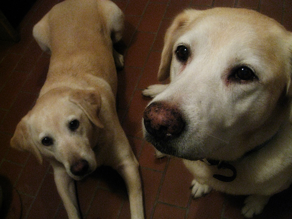 [dogs3.jpg]