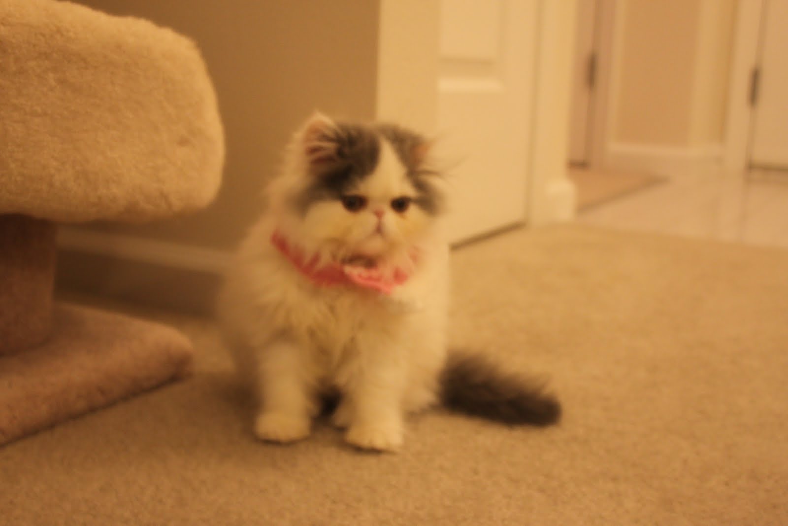 Mochi The Cat