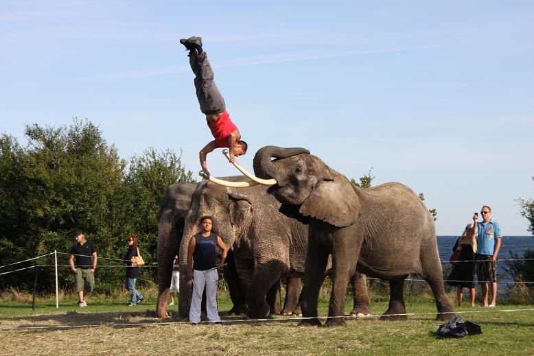 The Circus "NO SPIN ZONE" Alex and Christian GärtnerCircus Benneweis
