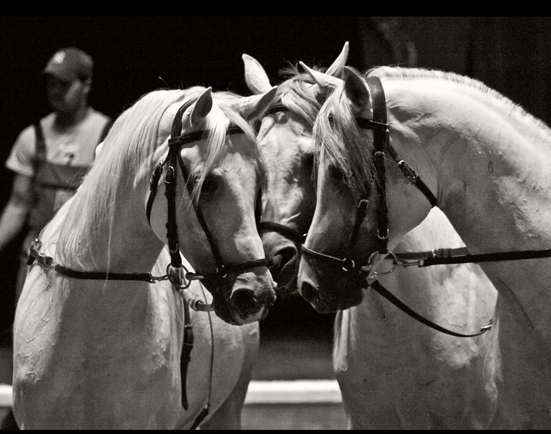 The Circus "NO SPIN ZONE" Liberty horses