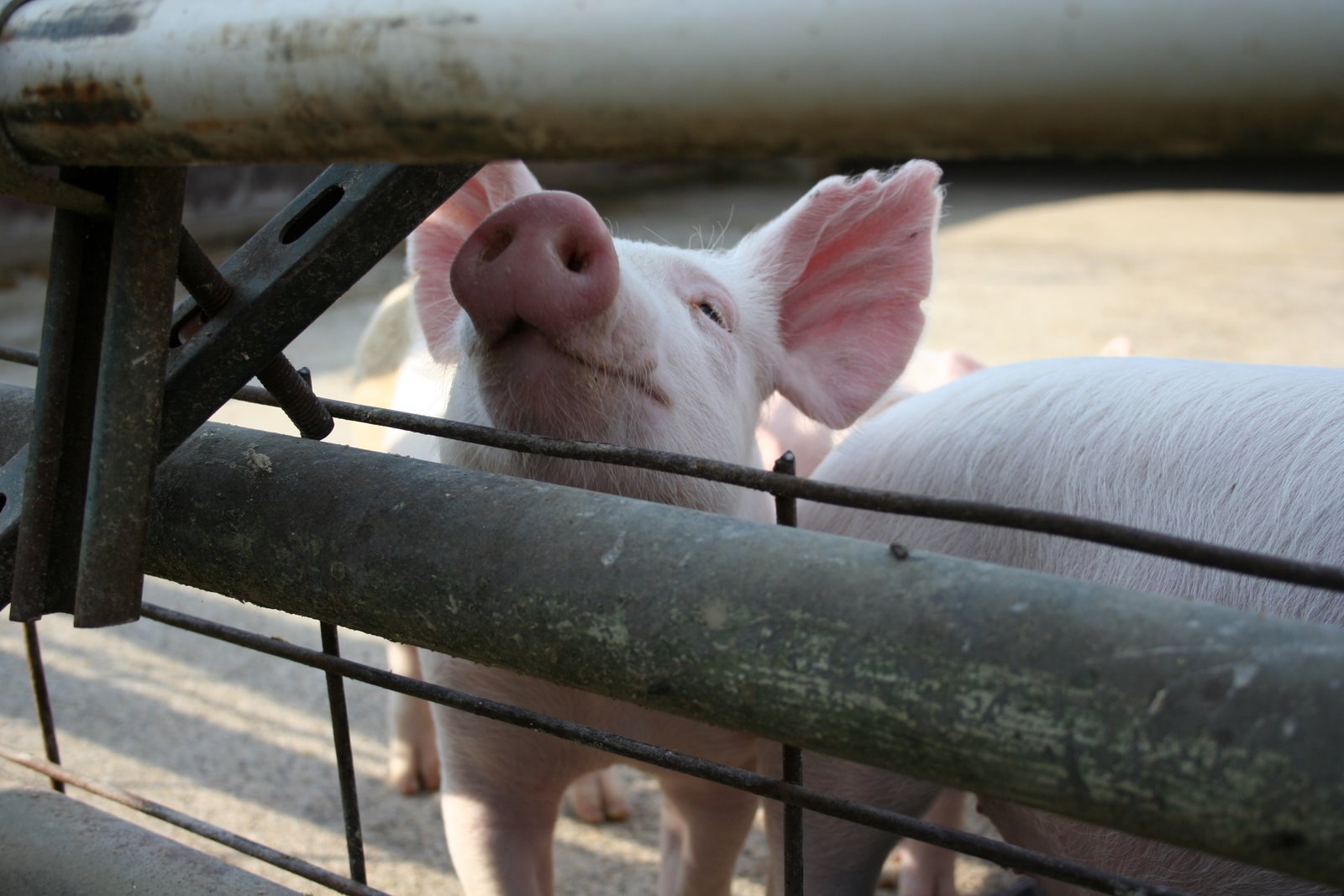 [piggy.jpg]