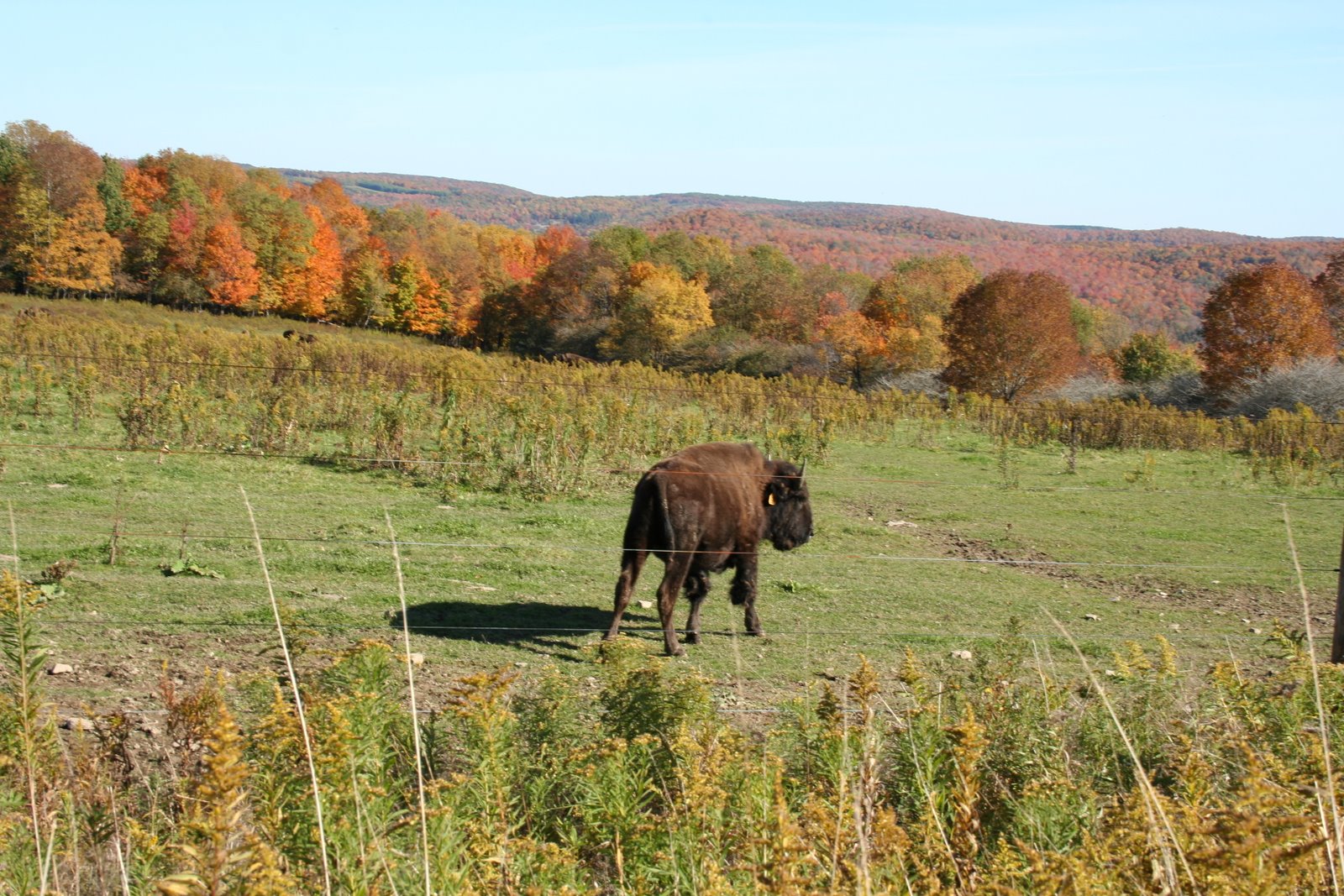 [pumpkinville+2008+095.JPG]