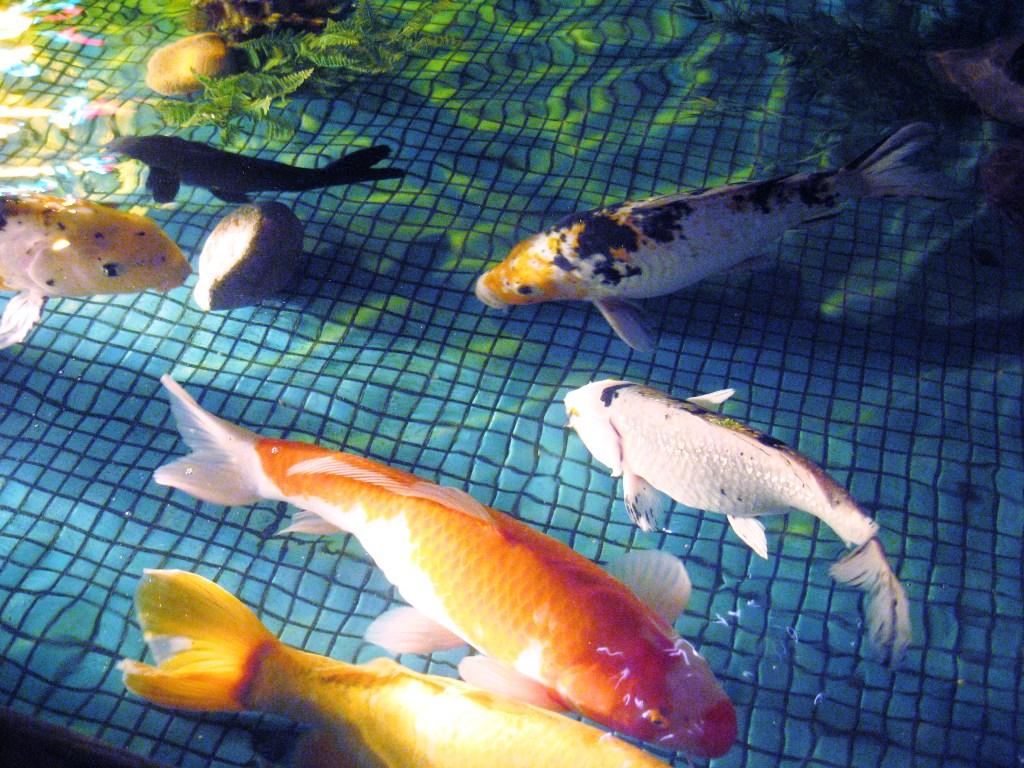 [Longcheng+poissons.JPG]