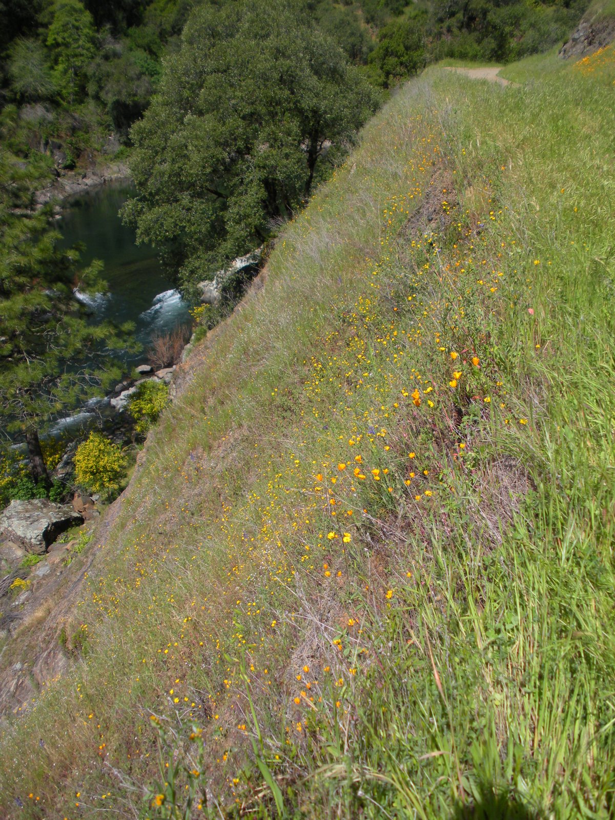 [slopes+of+wildflowers.jpg]