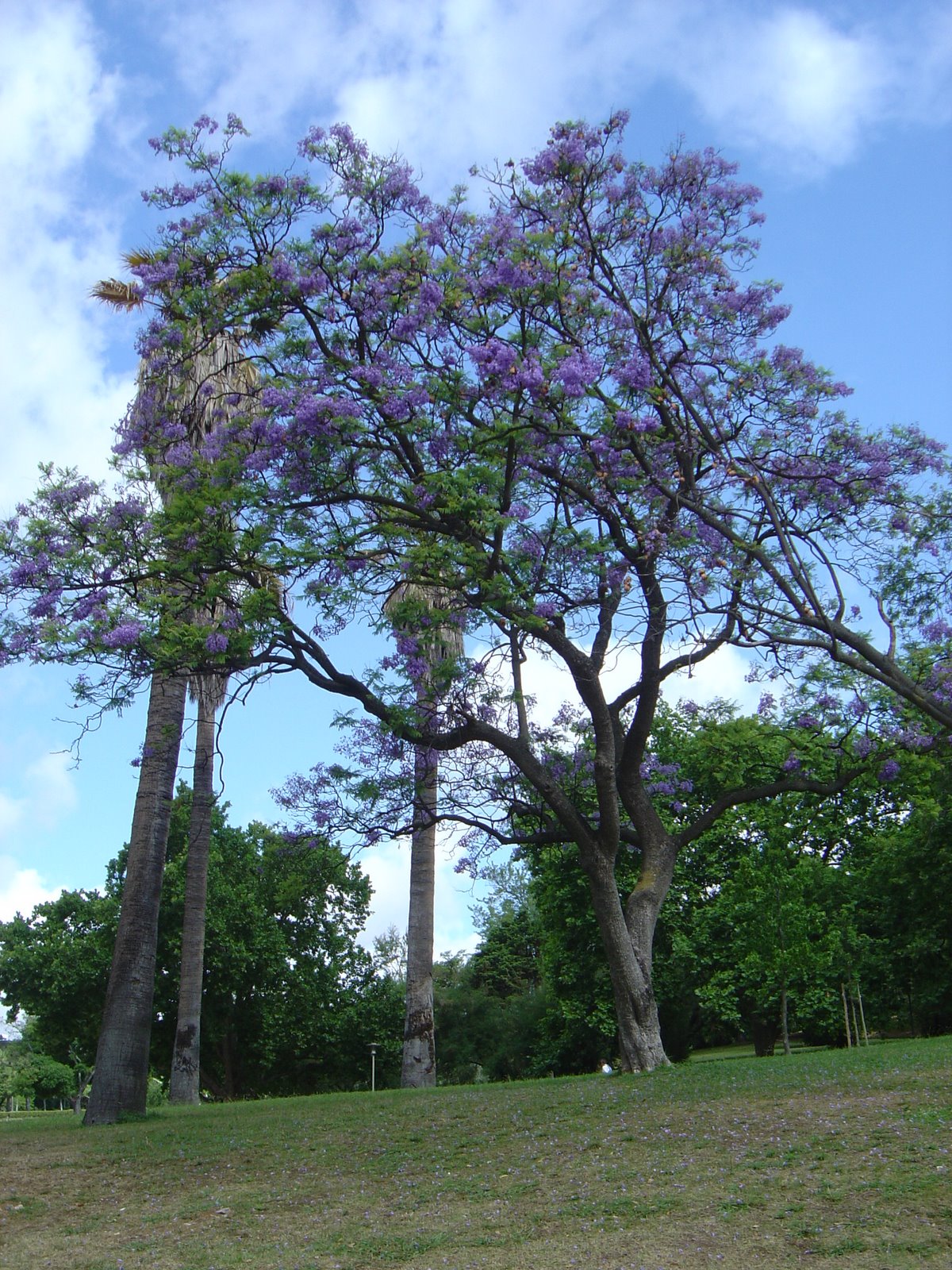 [Jacarandás+033.jpg]