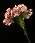 [carnation-flower1.jpg]