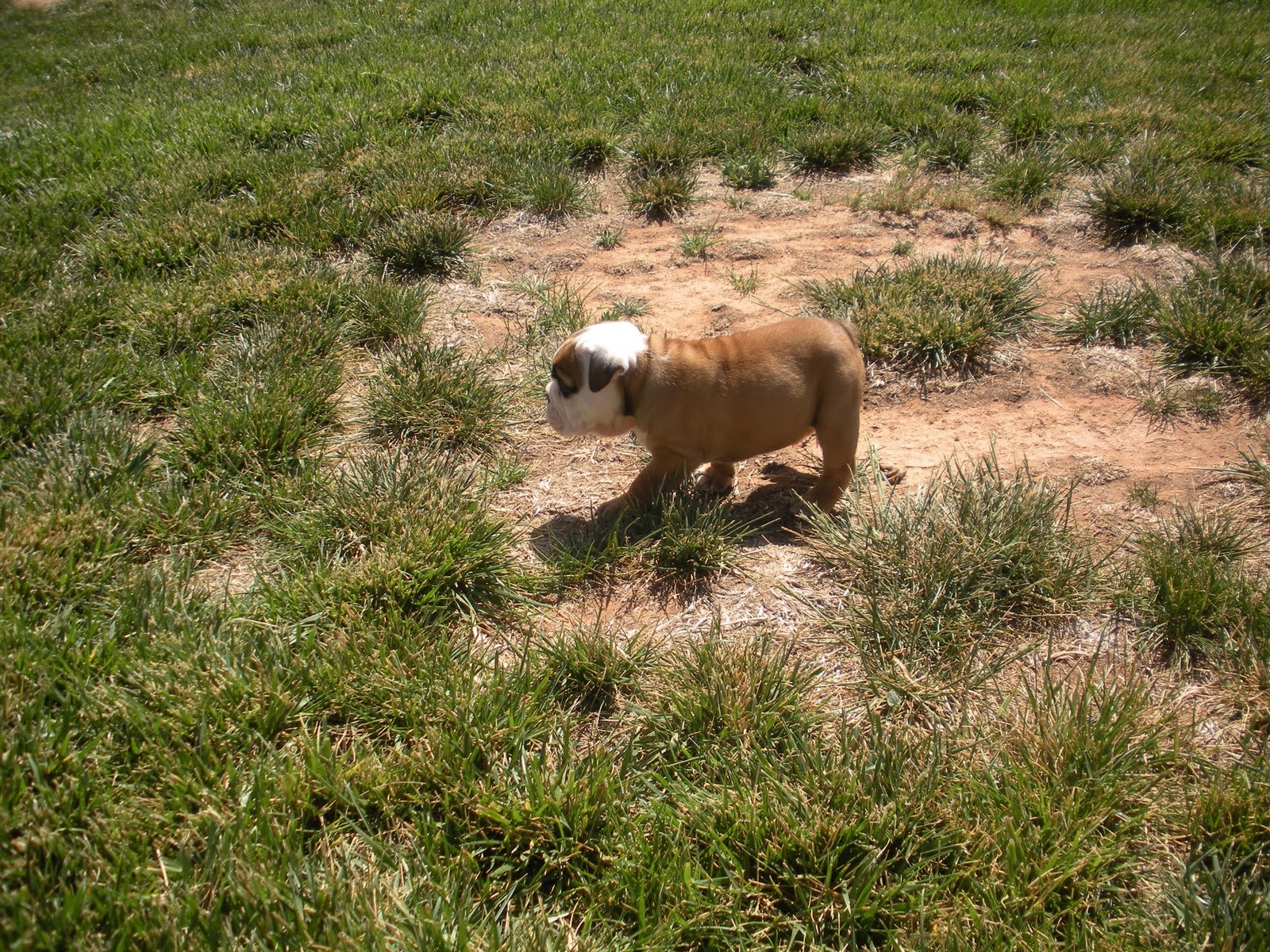 gubler crew: Almost 6 Week Old English Bulldog Puppies