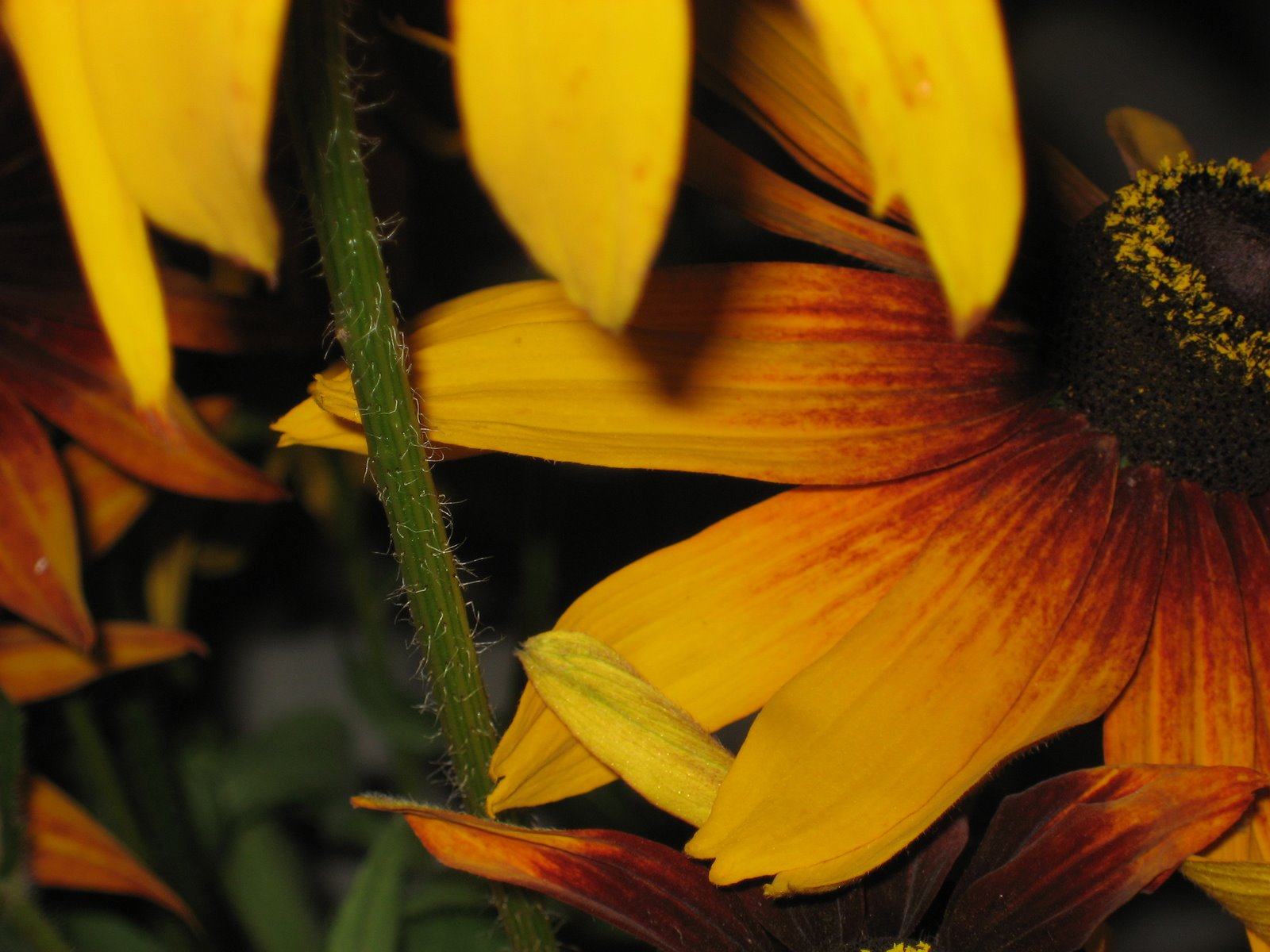 [Juillet+2007+127.jpg]