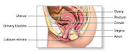 female-reproductive-anatomy-1.jpg