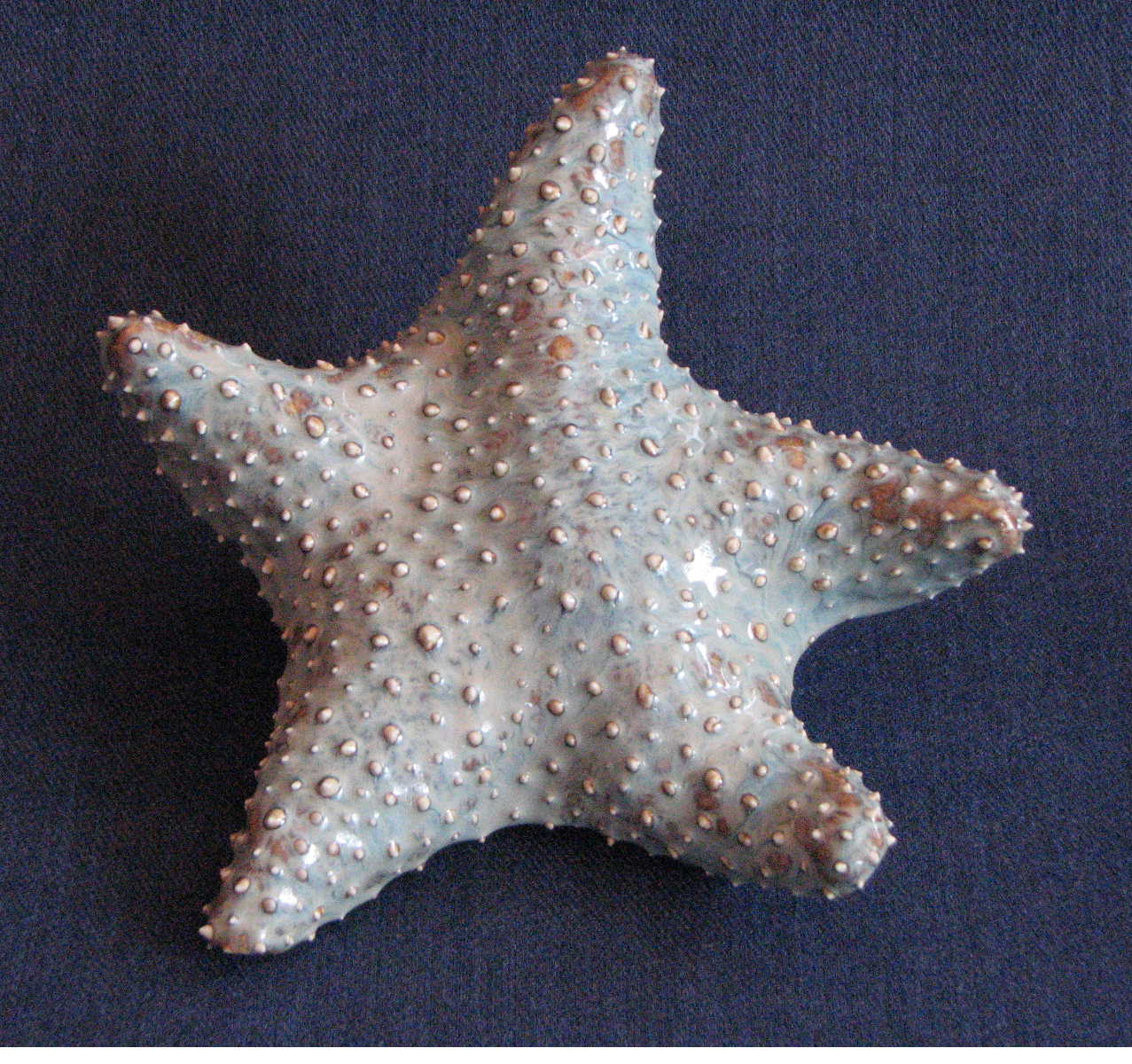 [starfish.Katherine.30.JPG]