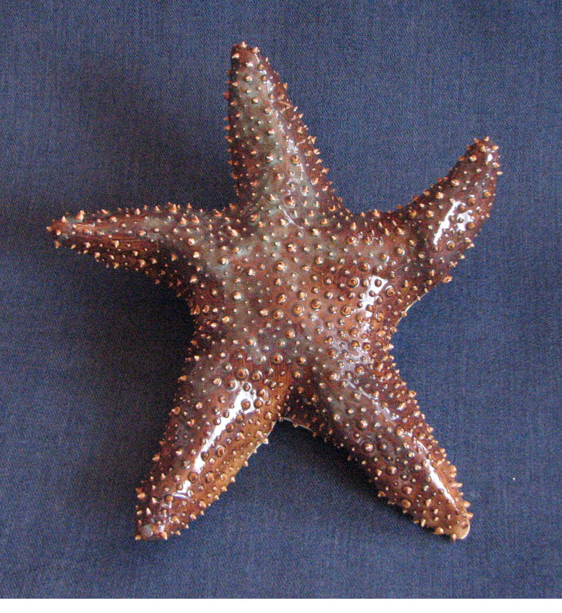 [starfish.Jon.35.JPG]