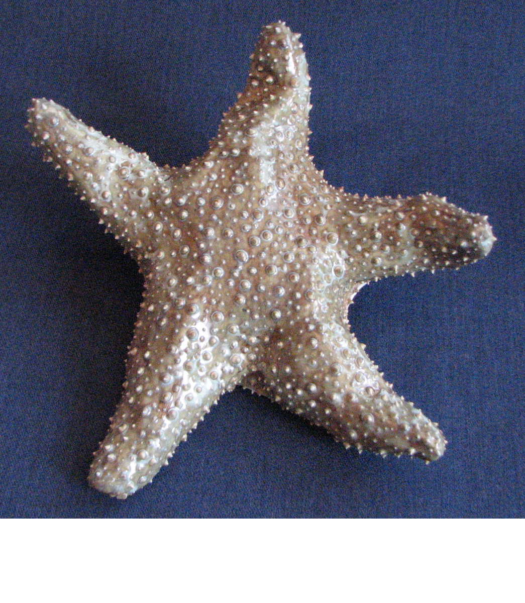[starfish.Judy.40.JPG]