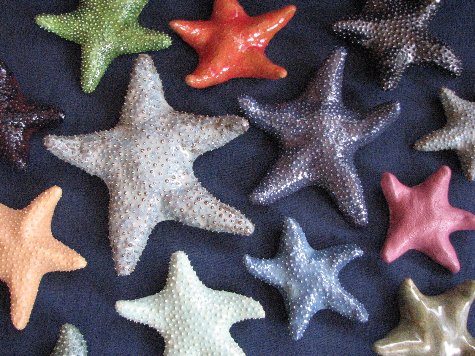 [starfish.group+photo.JPG]