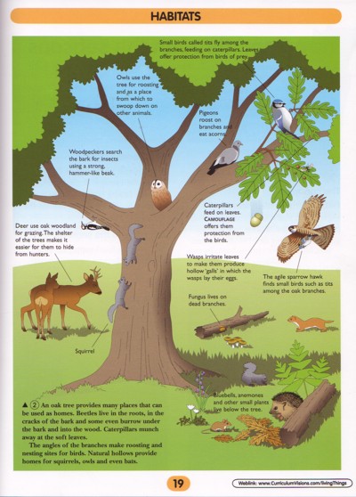 Living Thing Pictures