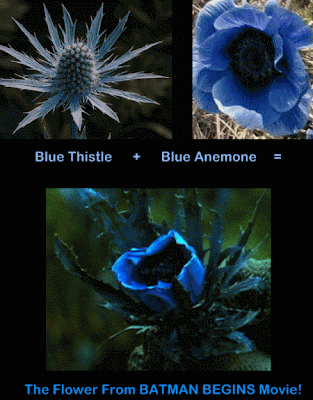 kékl virág