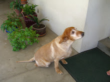 This is Maggie's first shave!