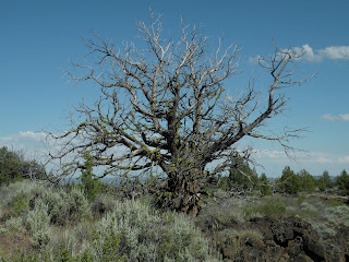 Lava Beds National Monument, juniper skeleton