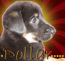 Opt to Adopt Dollar