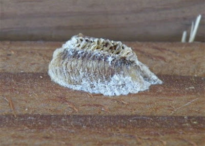 Mantis Eggs