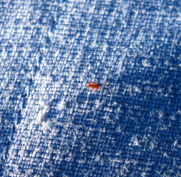 Gary's Outdoor Wanderings2 TICKS AND CHIGGERS