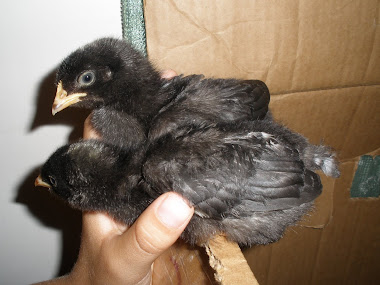 tacing care of chicks