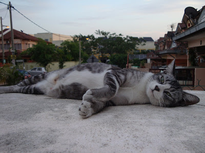 Tom Peha