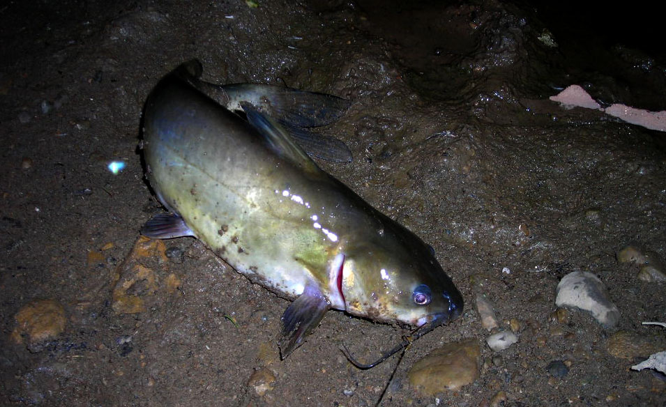 [cat070209.jpg]