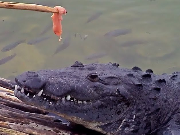 EL PERRO Y EL COCODRILO el perro y el cocodrilo: