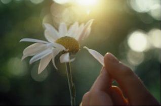 [flower.JPG]