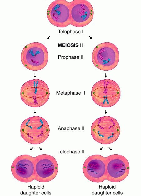 prophase 1 in meiosis