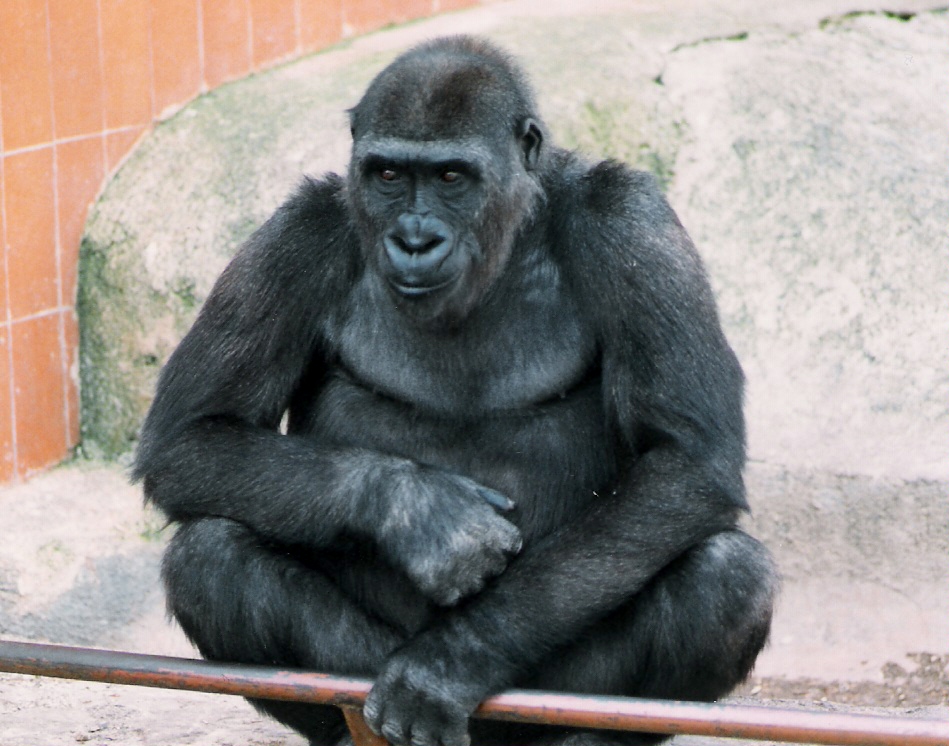 [Macaco.jpg]
