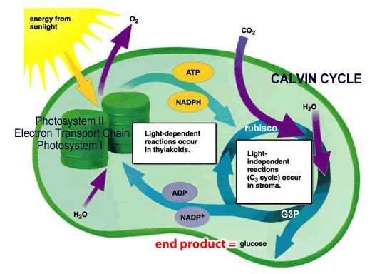 Diagrams On Photosynthesis