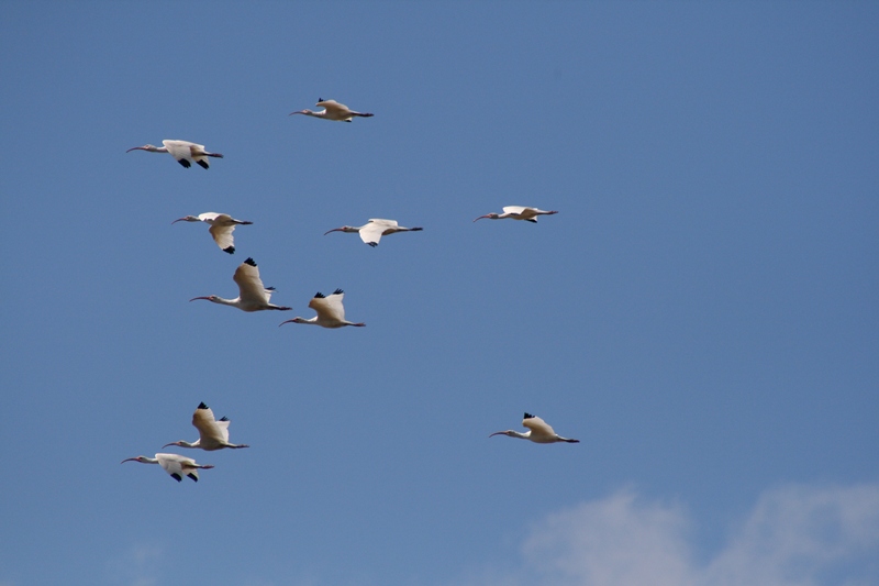 [white+ibis+in+flight.JPG]