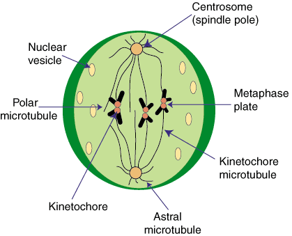 animal cell prophase. 5) Anchorage, cell density