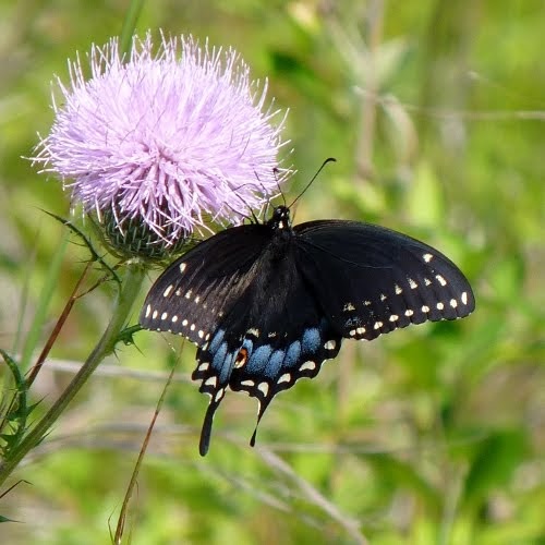 A DC Birding Blog Butterflies from Fairview Farm