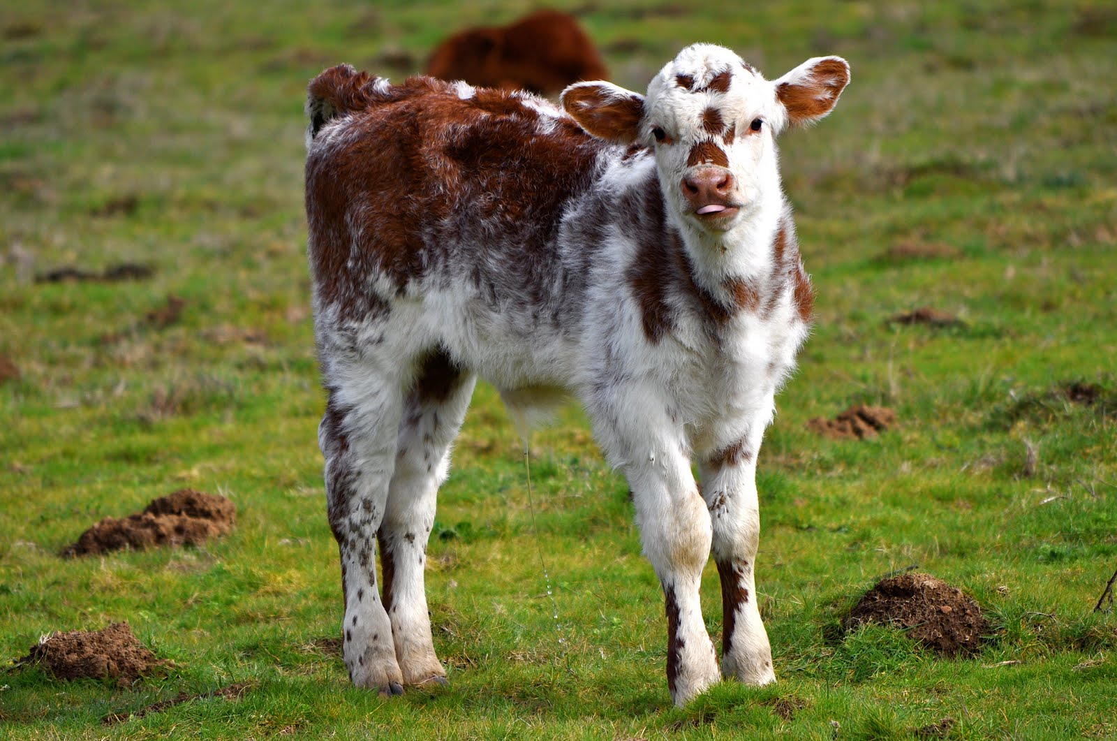 LuAnn Kessi: Cows & Calves...