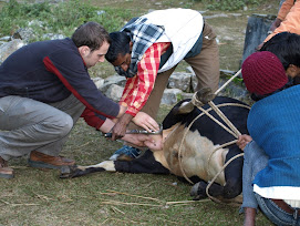 The Pain of being a Bull in a Cow's World