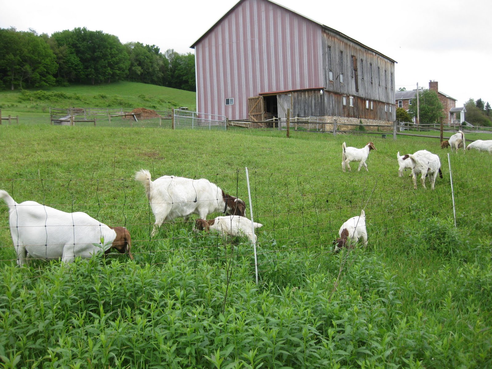 On The Pond Farm Rotational Grazing