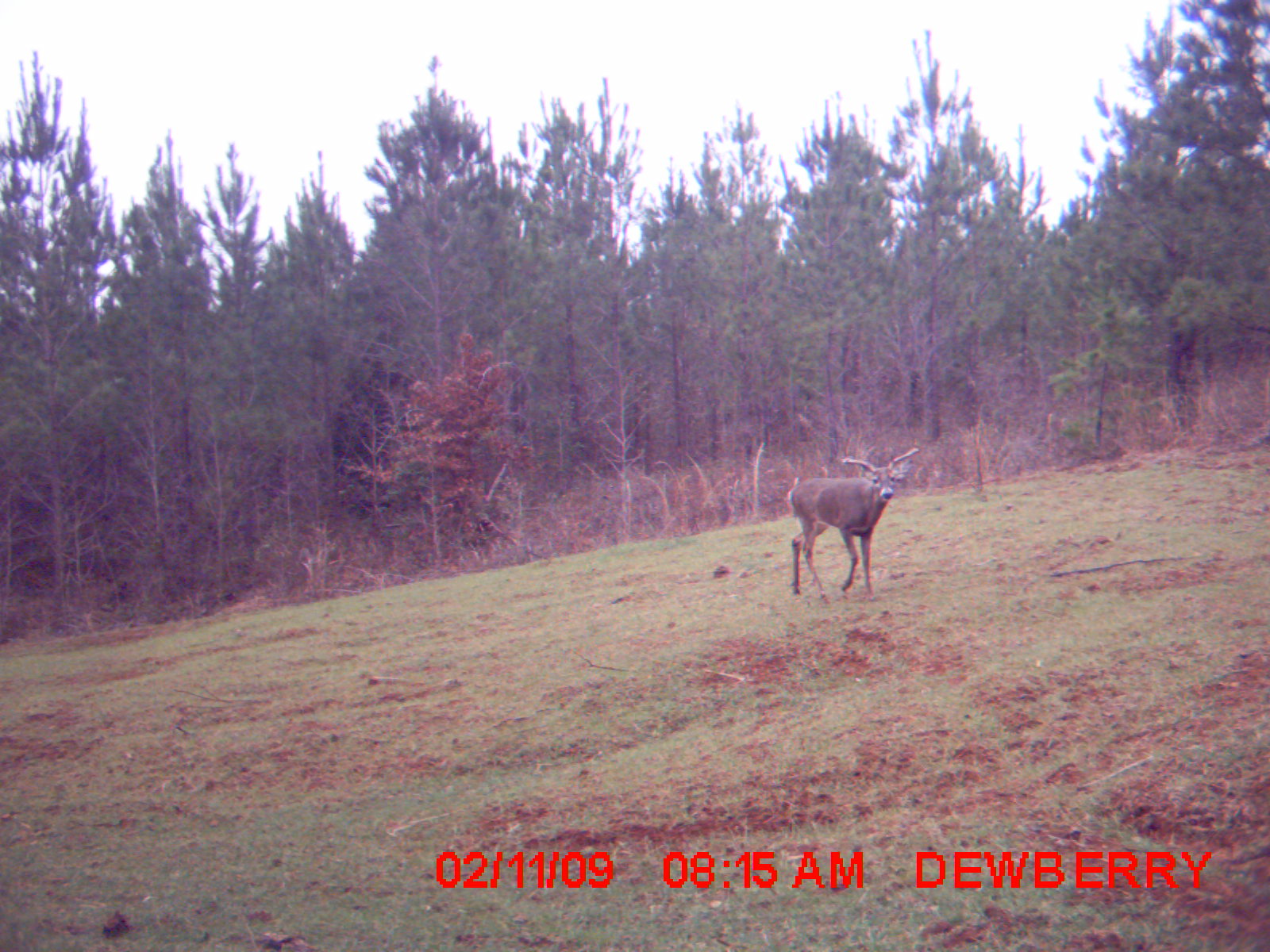 Dewberry Lands Wildlife Pictures