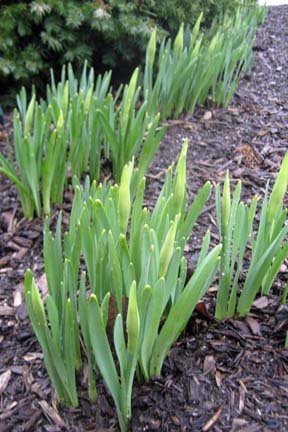 [20080404_618.JPG]